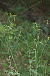 Eared goldenrod